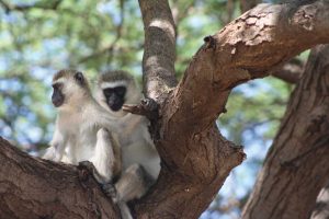 Jambo! From Tanzania