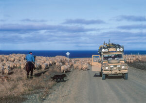 cameltropy 1998 defender 202