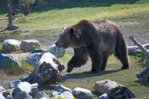 Forever Young NZF 7327