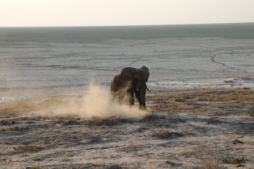 LANDITALIA AFRICA0000048