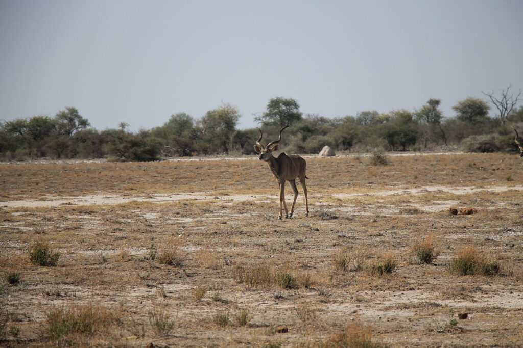 LANDITALIA AFRICA0000051