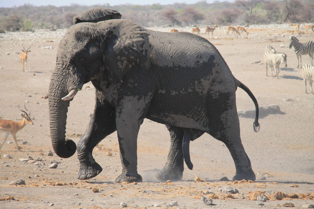 LANDITALIA AFRICA0000052