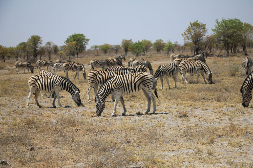 LANDITALIA AFRICA0000053