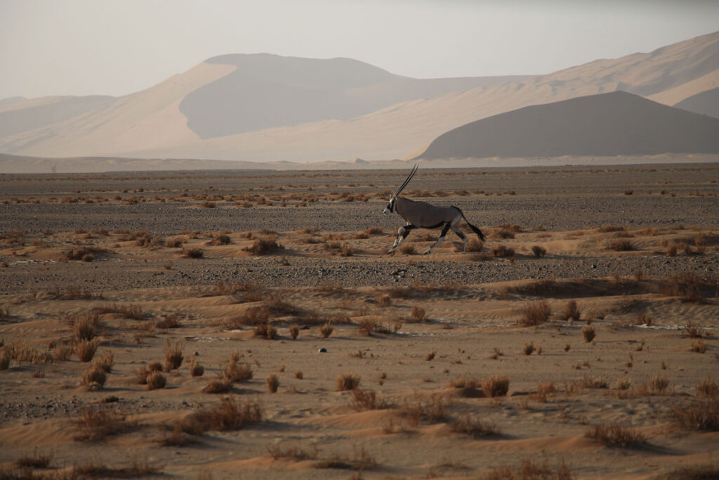 LANDITALIA AFRICA0000057