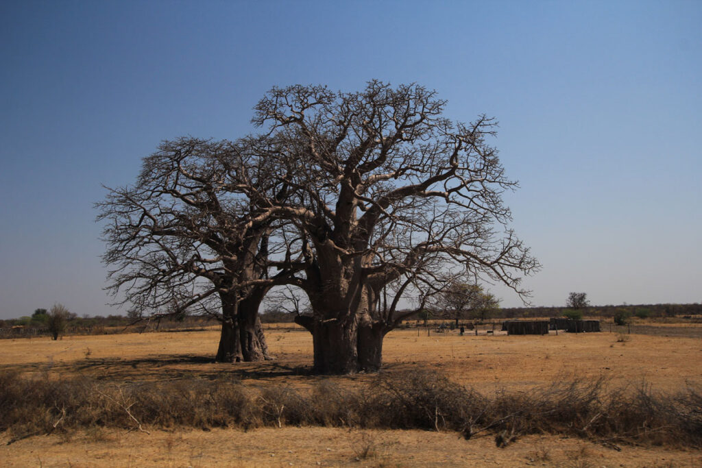 LANDITALIA AFRICA0000087