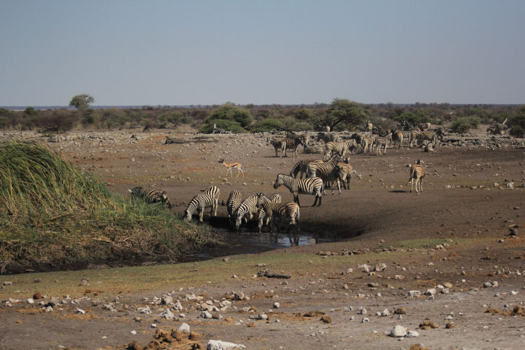 LANDITALIA AFRICA0000089